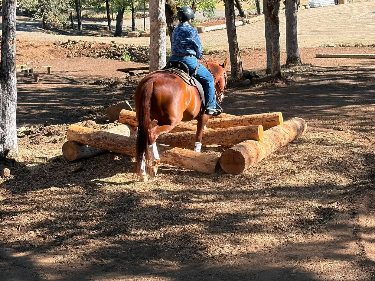 A chestnut horse and rider crossing an obstacle of stacked logs in oak shade